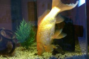 Photo avoir un poisson rouge en bonne santé