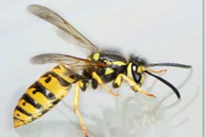 Photo apaiser une piqûre de guêpe