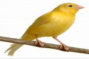 Photo faire chanter mon canari